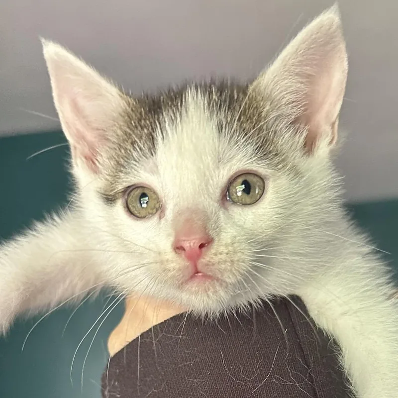 A baby medium-sized male White Domestic Short Hair cat named Bic for adoption in Richmond, VA
