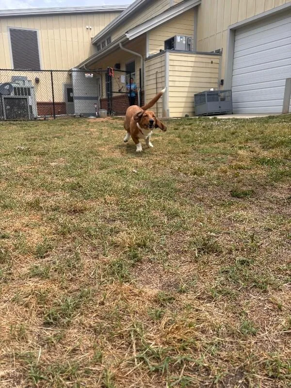 An adult medium-sized male Apricot / Beige Beagle dog named Hot Dog for adoption in Disputanta, VA