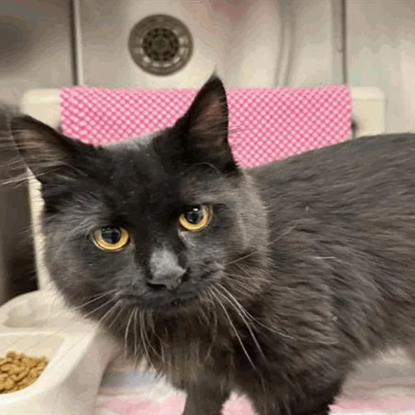 Leonardo thumbnail 2