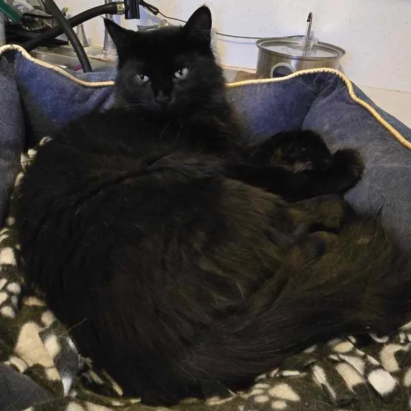 Leonardo thumbnail 4