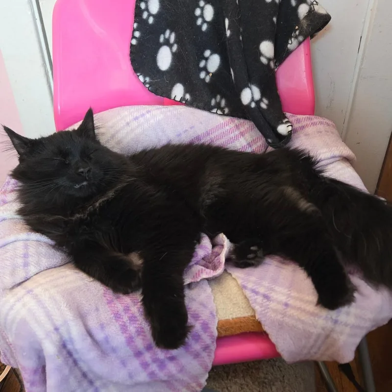 Leonardo thumbnail 5