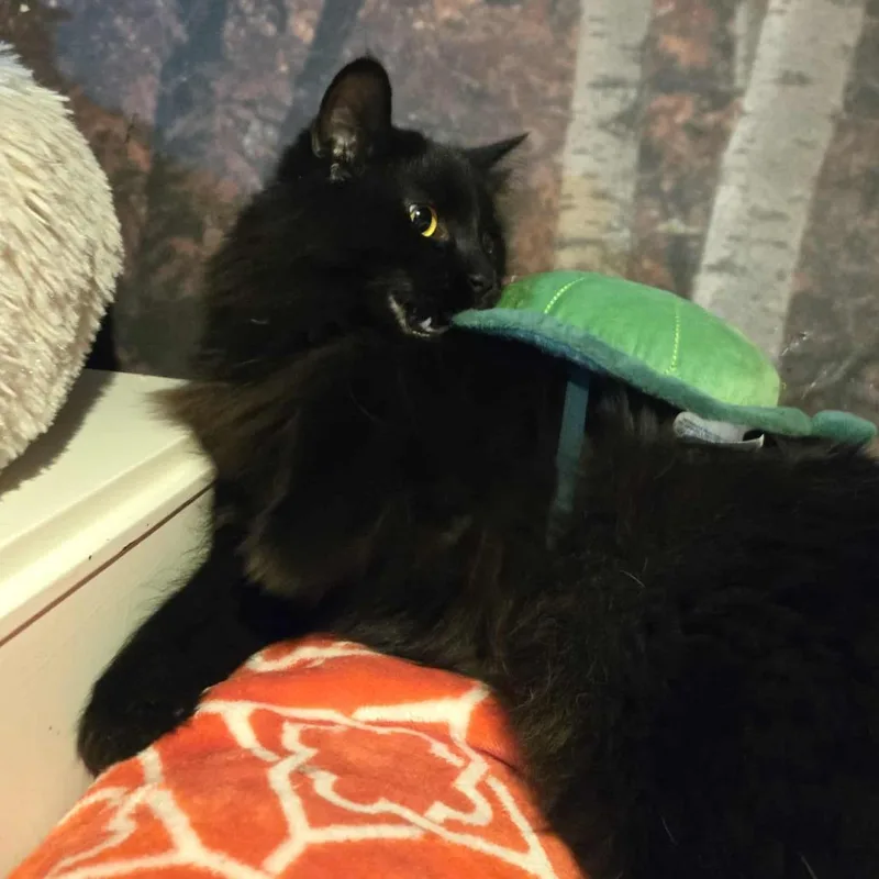 Leonardo thumbnail 6