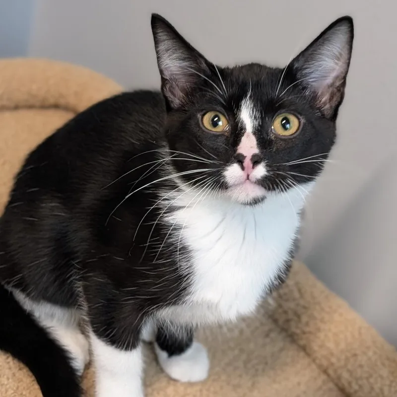 A baby medium-sized male Domestic Short Hair cat named Ratatosk for adoption in Cape Girardeau, MO