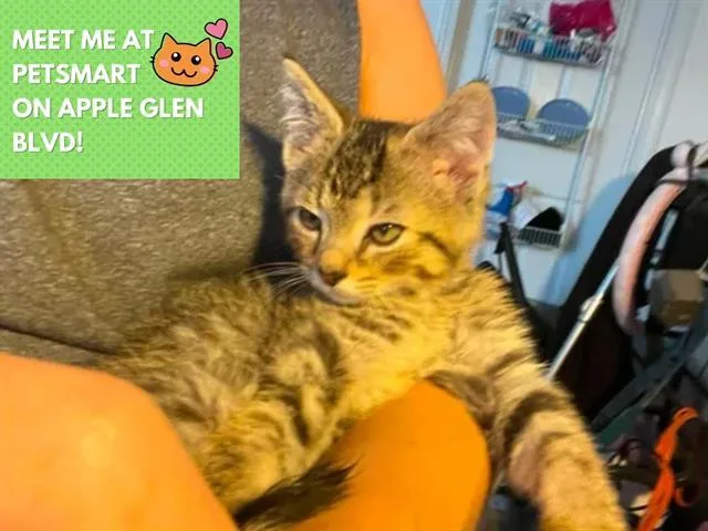 A baby small-sized male Domestic Short Hair cat named Beast Boy for adoption in Fort Wayne, IN