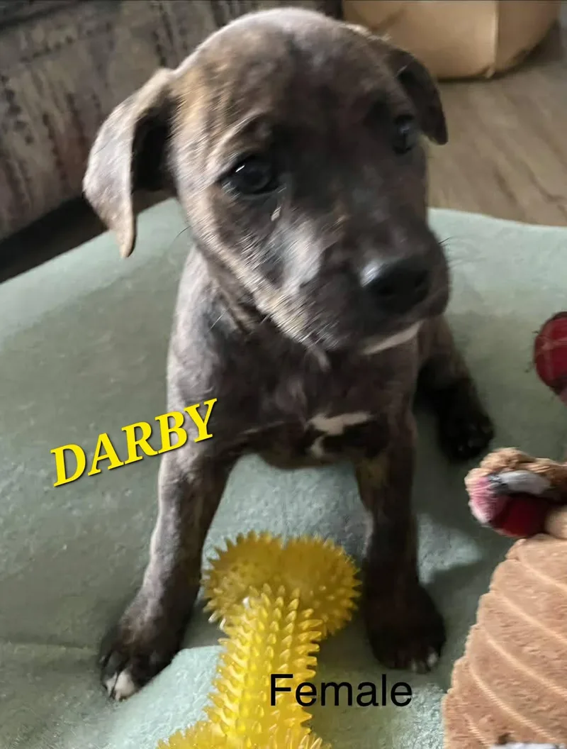 Darby