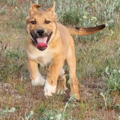 A baby medium-sized male German Shepherd Dog dog named Citrine for adoption in Oroville, WA
