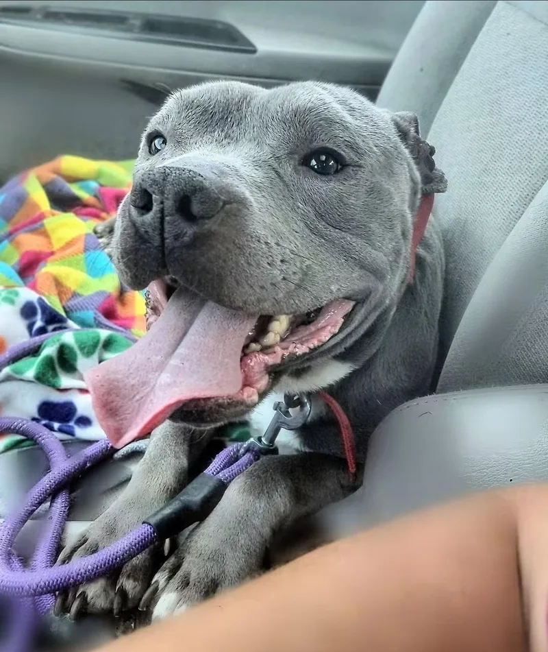 Porkchop