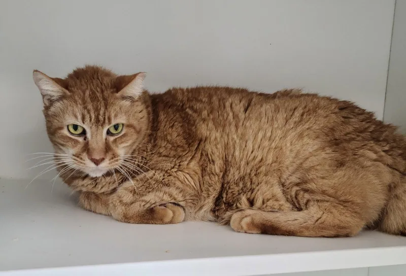 A young medium-sized male Orange / Red Domestic Short Hair cat named Rumi for adoption in Satellite Beach, FL
