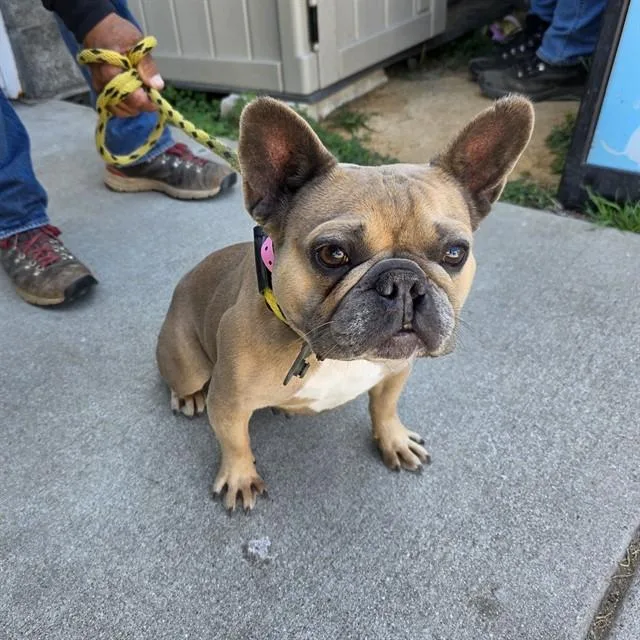 An adult medium-sized female French Bulldog dog named Peony for adoption in Long Beach, CA