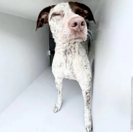 An adult large-sized female German Shorthaired Pointer dog named A for adoption in Houston, TX