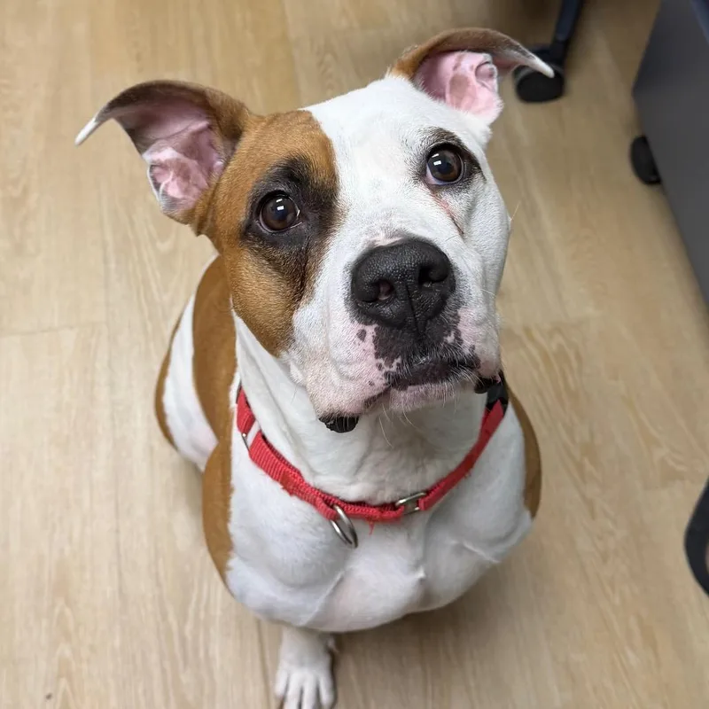 An adult large-sized female White / Cream Mixed Breed dog named Cow for adoption in Waukesha, WI