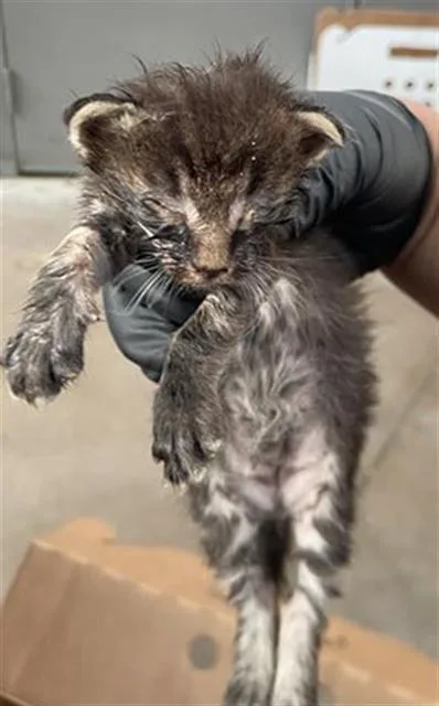 A baby medium-sized male Domestic Short Hair cat named Mercury for adoption in Dallas, TX