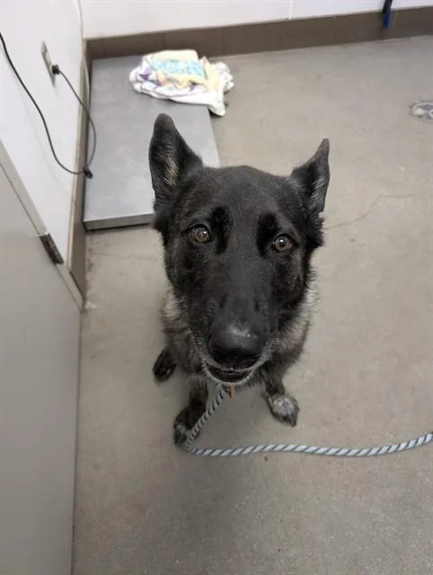 An adult large-sized female Belgian Shepherd / Malinois dog named Nova for adoption in Tucson, AZ