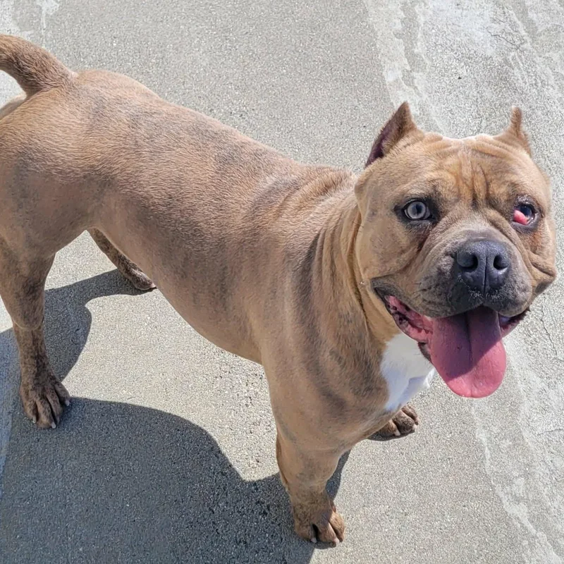 Nena! Short And Stocky thumbnail 2