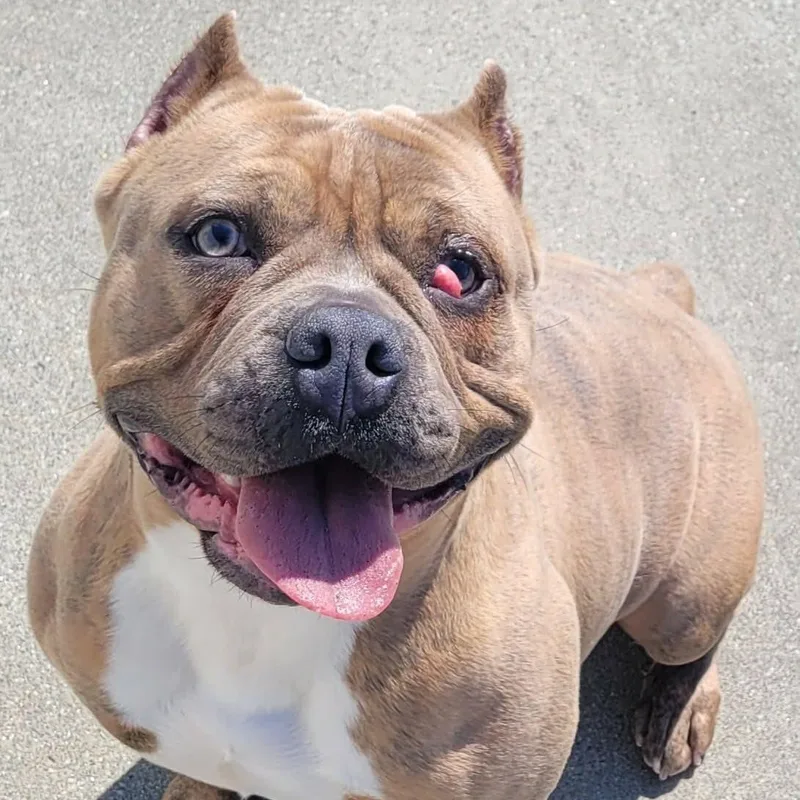 Nena! Short And Stocky thumbnail 3