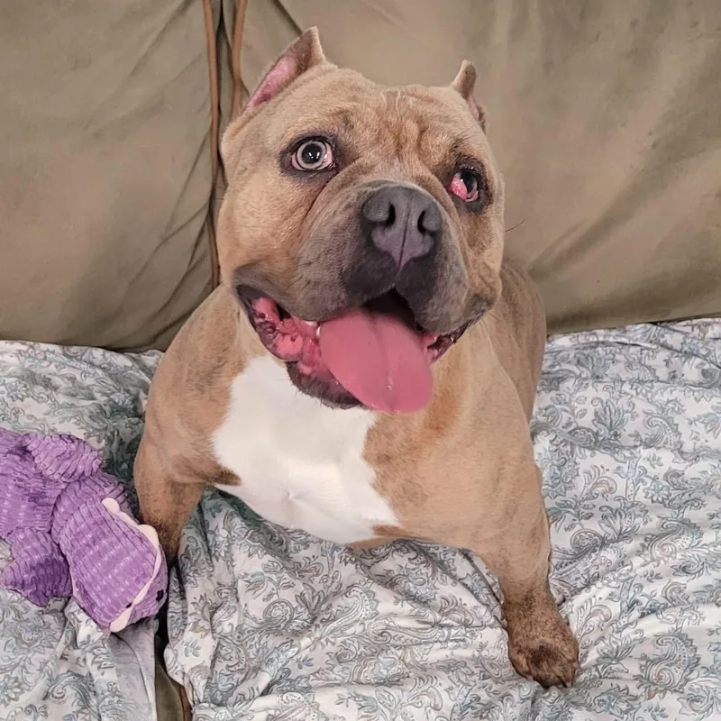 Nena! Short And Stocky thumbnail 4