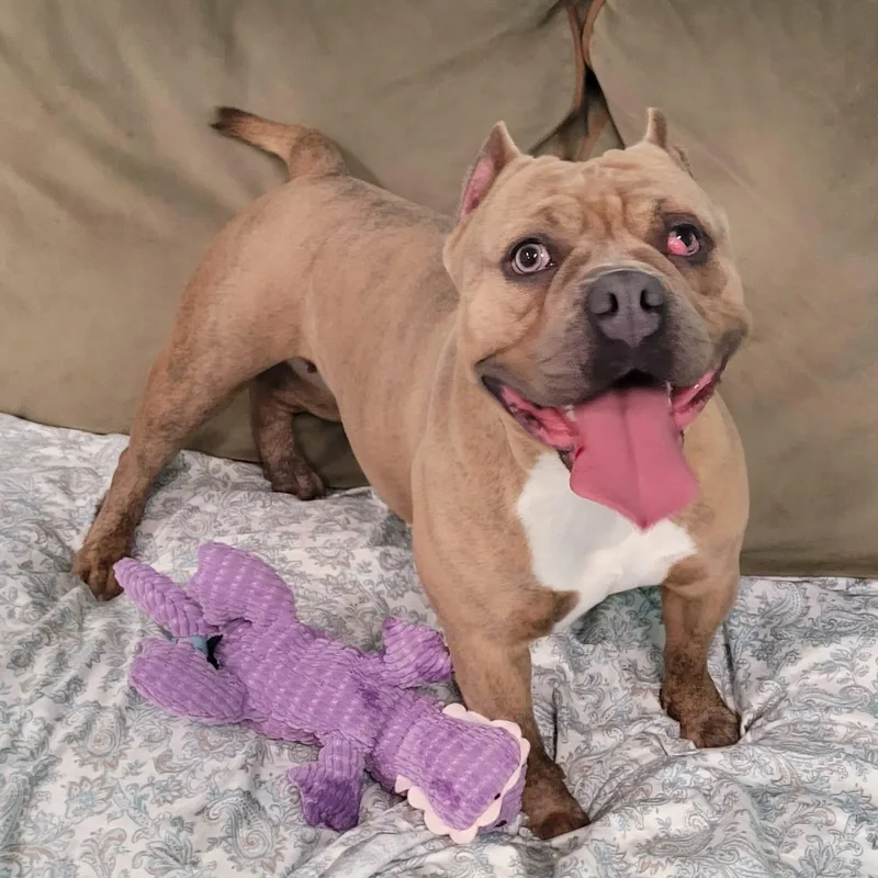 Nena! Short And Stocky thumbnail 5