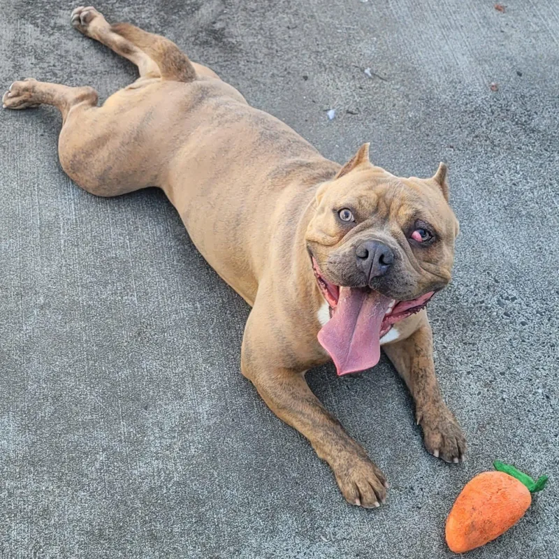 Nena! Short And Stocky thumbnail 6