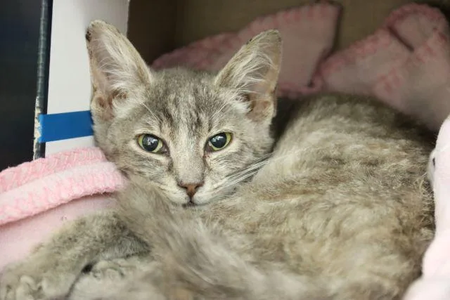 A baby small-sized female Domestic Short Hair cat named Sardine for adoption in Tucson, AZ