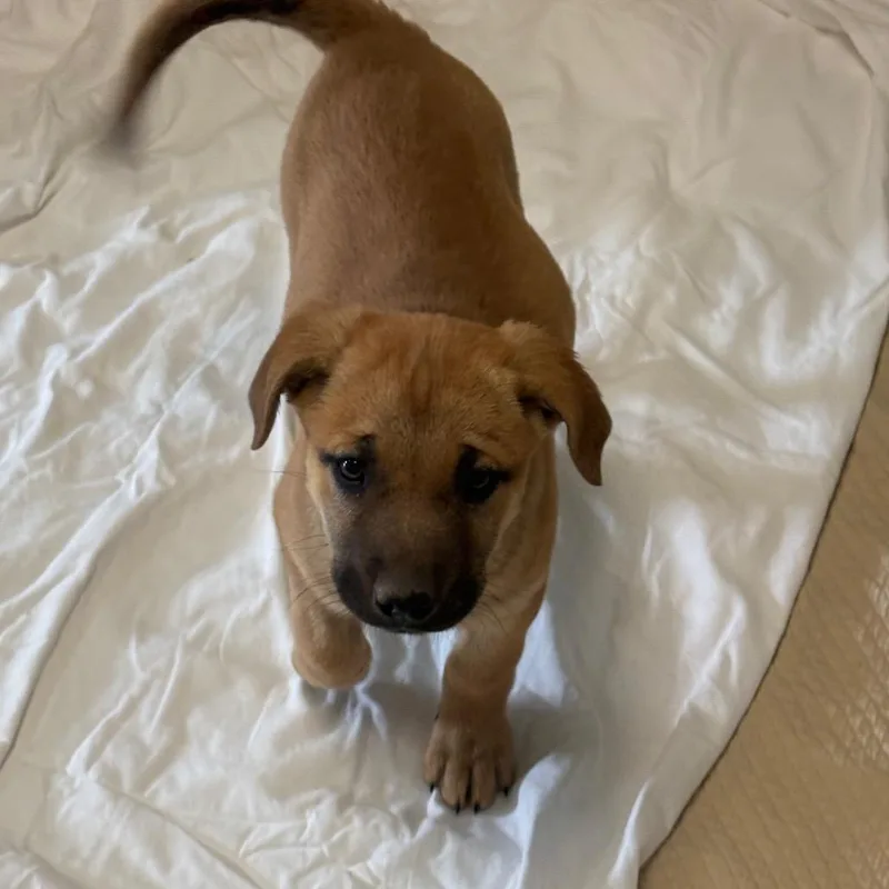 A baby small-sized female Brown / Chocolate Shepherd dog named Fireside for adoption in Flagstaff, AZ