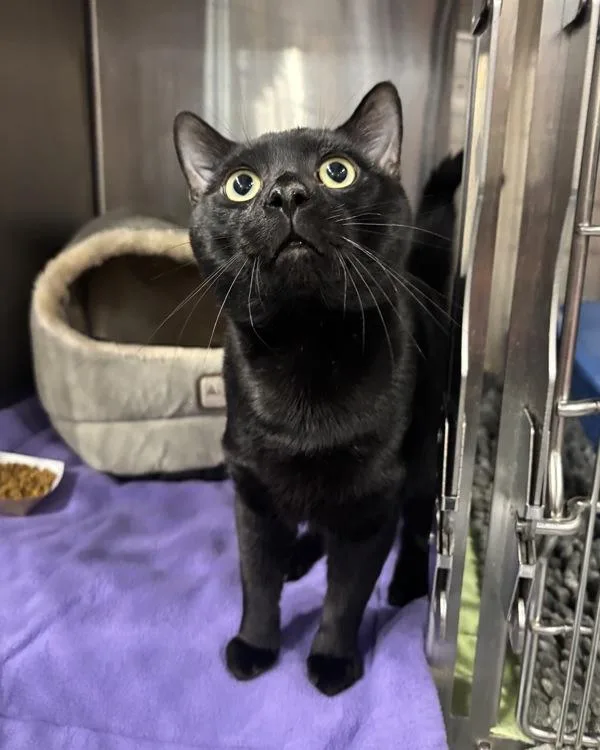 An adult small-sized male Domestic Short Hair cat named Magic Ball for adoption in Richmond, VA