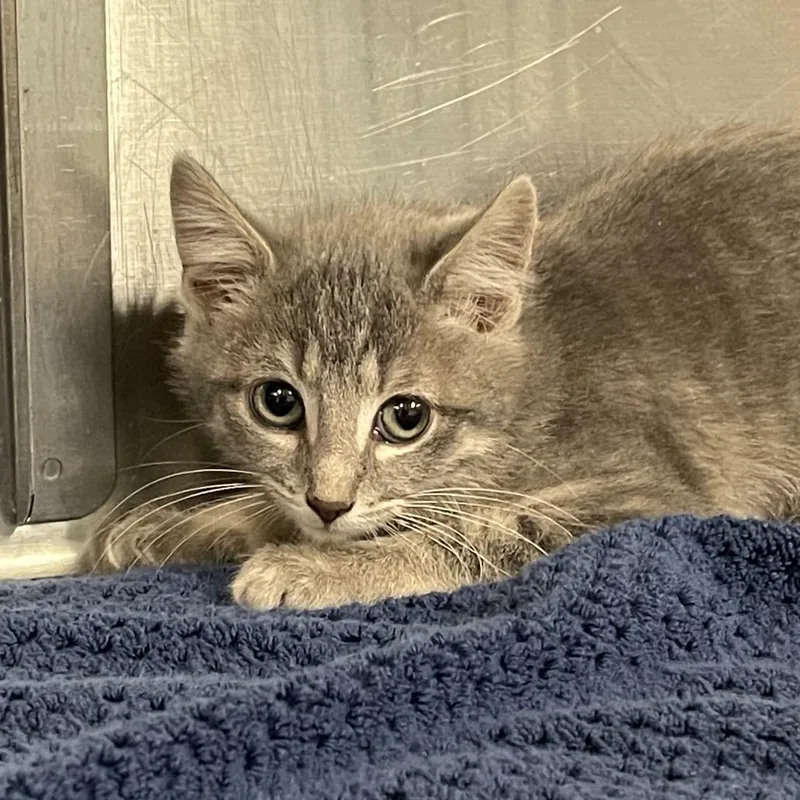A baby small-sized female Gray / Blue / Silver Domestic Short Hair cat named Kourtney for adoption in Tulsa, OK