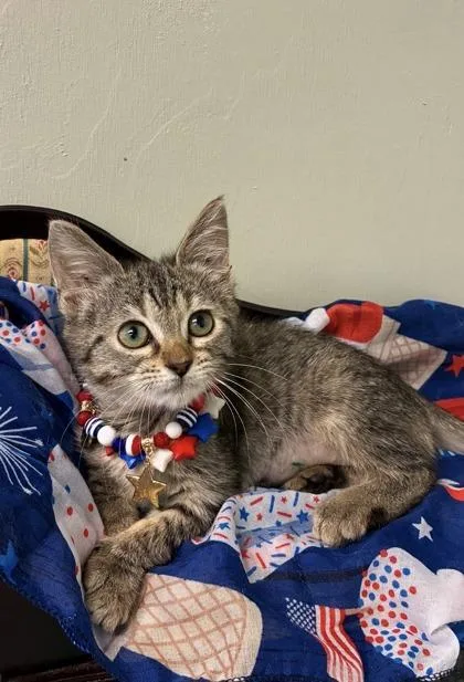 A baby medium-sized female Domestic Short Hair cat named Banshee for adoption in Picayune, MS
