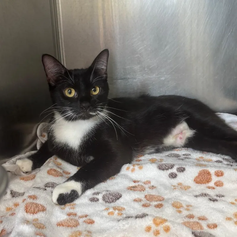 A young medium-sized female Black Domestic Short Hair cat named Ms. Whiskers for adoption in Marshalltown, IA