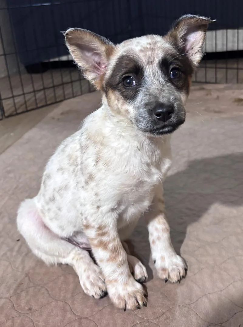 A young small-sized female Chihuahua dog named Roslyn for adoption in North Bend, WA