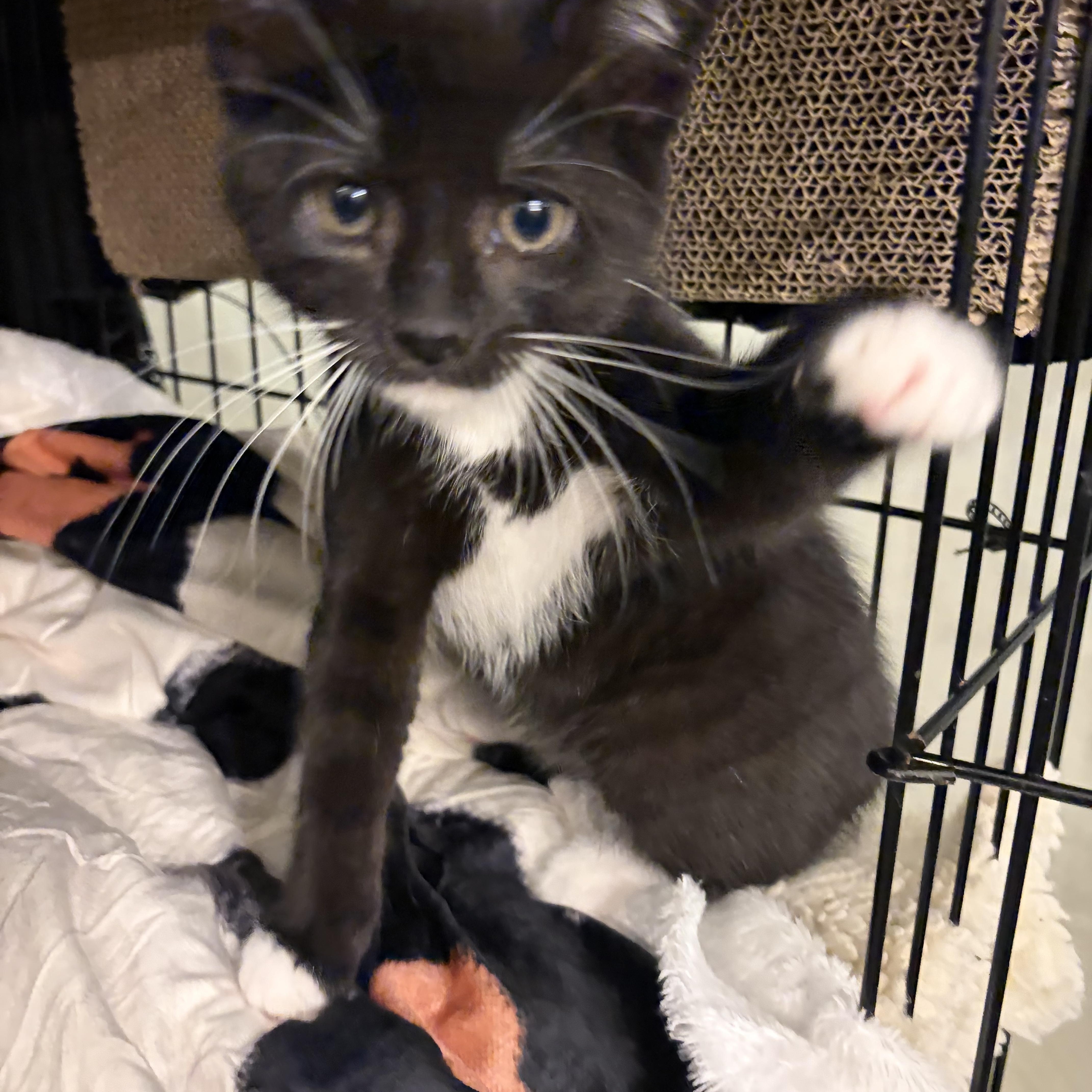 A baby medium-sized female Black & White / Tuxedo Domestic Short Hair cat named Robyn for adoption in Independence, OH