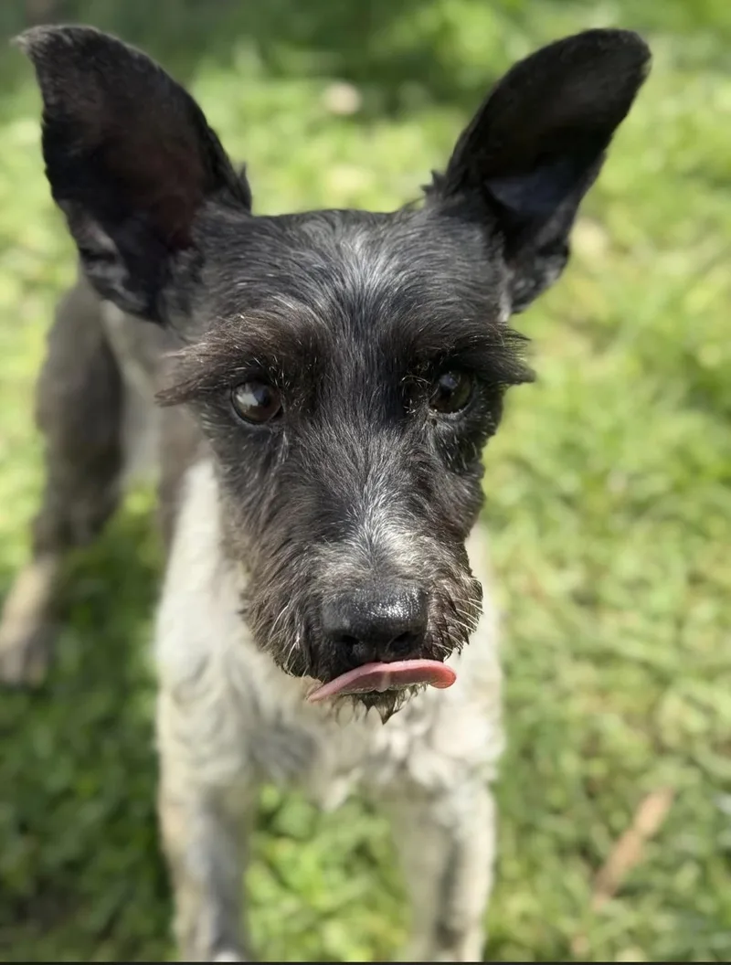 An adult small-sized female Miniature Schnauzer dog named Edith for adoption in New Stanton, PA