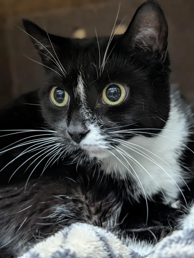 A senior medium-sized female Black & White / Tuxedo Domestic Short Hair cat named Salisbury for adoption in Plainfield, NJ