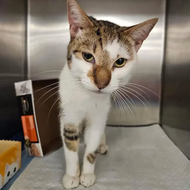 A young medium-sized male White Domestic Short Hair cat named Sal for adoption in Toms River, NJ