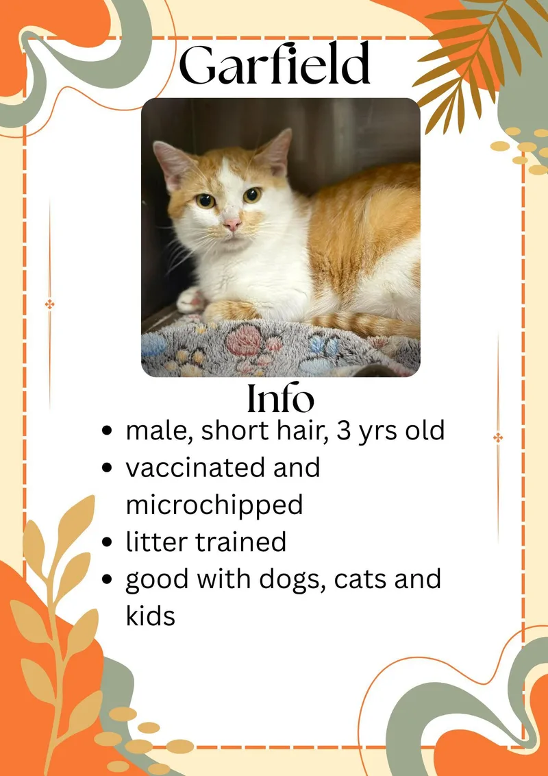 An adult medium-sized male Orange & White Domestic Short Hair cat named Garfield for adoption in Greensburg, IN