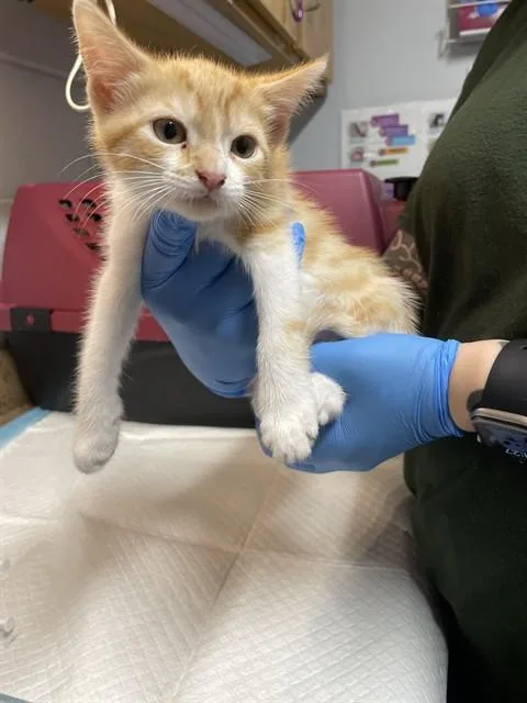 A baby small-sized female Domestic Short Hair cat named Fawn for adoption in Tallahassee, FL