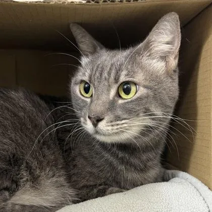 An adult small-sized female Domestic Short Hair cat named Snowy for adoption in Honolulu, HI