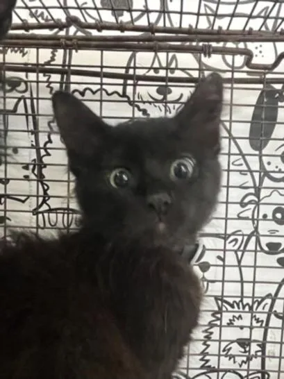A baby small-sized female Domestic Long Hair cat named A for adoption in San Pedro, CA