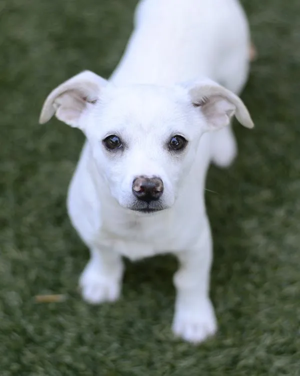 A young small-sized female Chihuahua dog named Puca for adoption in Novato, CA