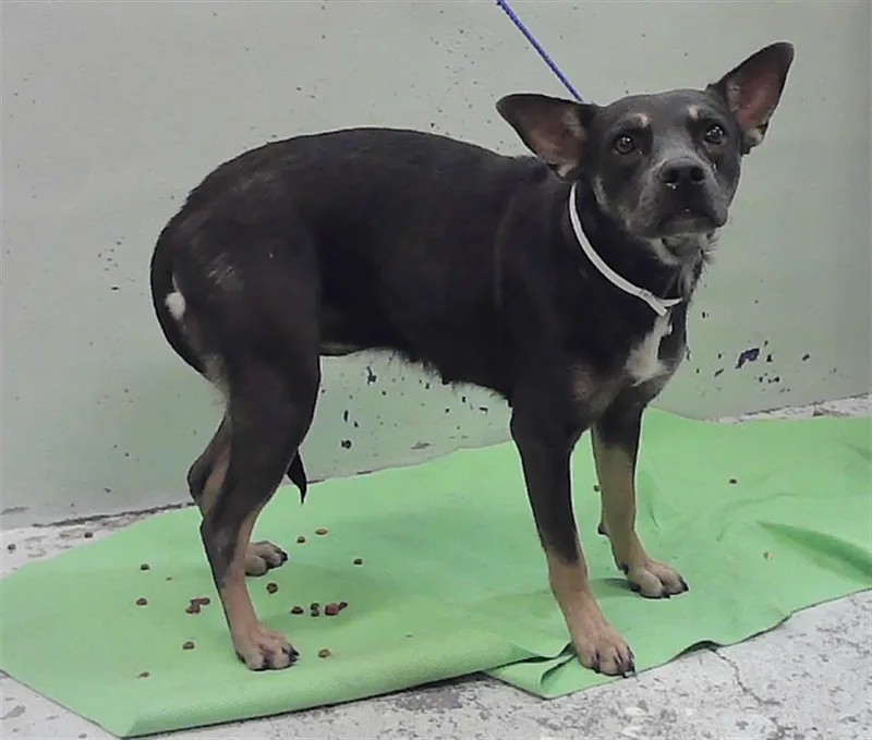 An adult medium-sized female German Shepherd Dog dog named Sierra for adoption in Houston, TX