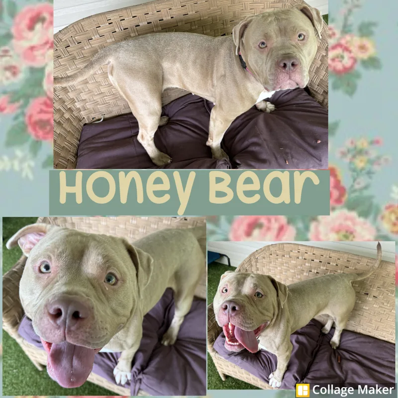 An adult large-sized female American Bully dog named Honey Bear for adoption in Clearfield, PA