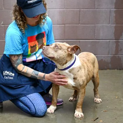 An adult medium-sized female Mixed Breed dog named Modesty for adoption in Chamblee, GA