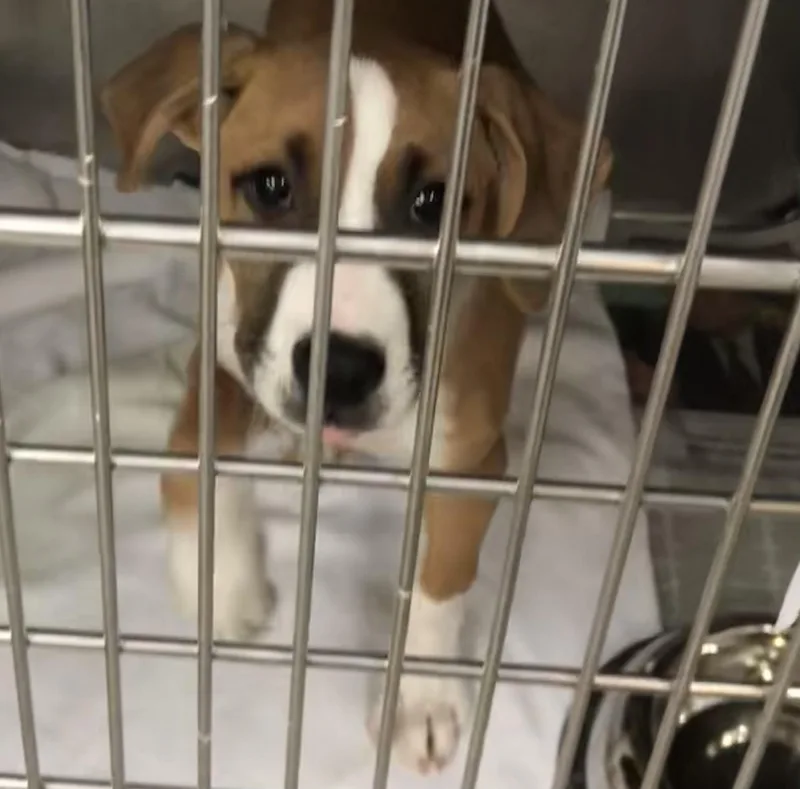 A baby medium-sized male White / Cream Boxer dog named Bobby Joe for adoption in Parma, OH