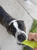 An adult large-sized female Brindle Pit Bull Terrier dog named Vivian for adoption in Moline, IL