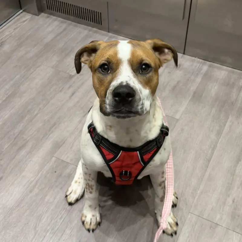 A young medium-sized male Tricolor (Brown, Black, & White) Pit Bull Terrier dog named Espresso for adoption in Columbia, SC