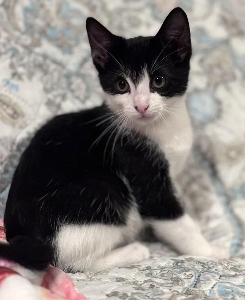 A baby small-sized male Black & White / Tuxedo Domestic Short Hair cat named Mochi for adoption in Sedalia, MO