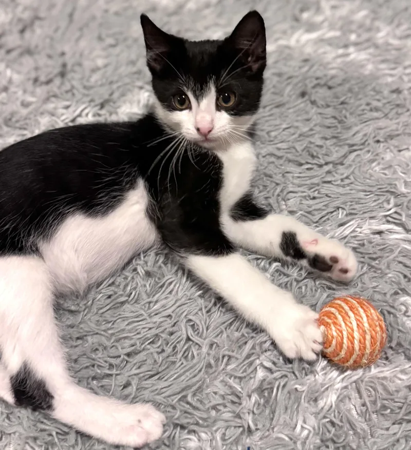 Mochi thumbnail 2
