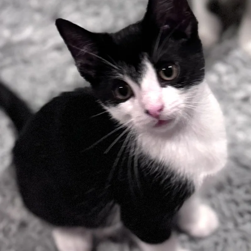 Mochi thumbnail 3