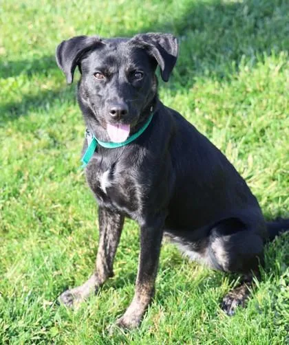 A young medium-sized female Black Mixed Breed dog named Nori for adoption in Hamilton, OH