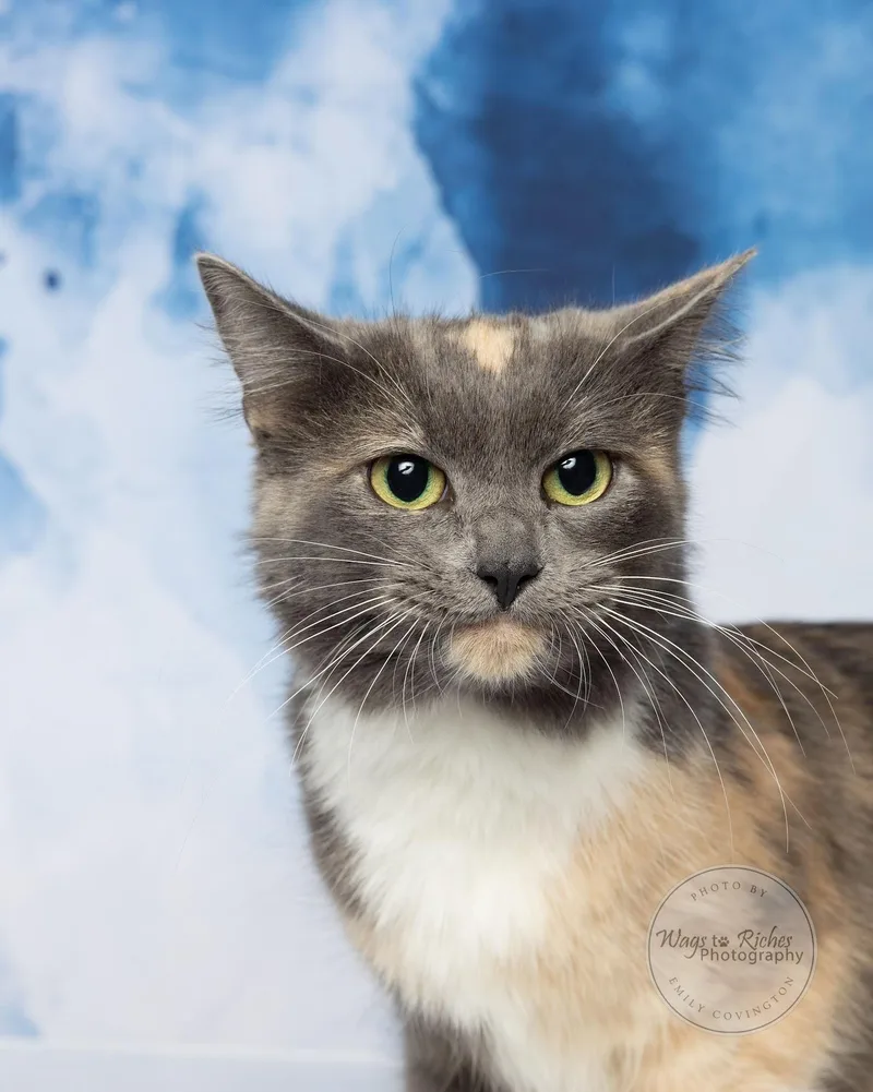 Coral  In The thumbnail 4