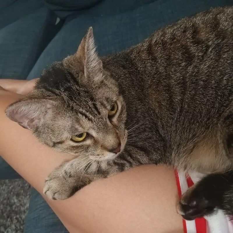 An adult small-sized female Brown / Chocolate Domestic Short Hair cat named Taiga for adoption in Philadelphia, PA